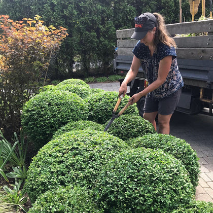 Hedges & Topiary
