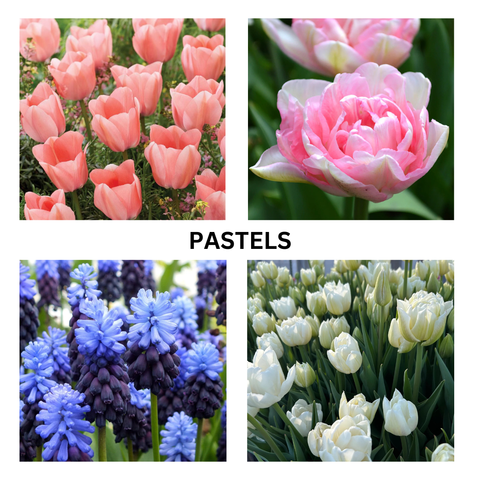 Bulb Lasagna Workshop