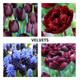 Bulb Lasagna Workshop