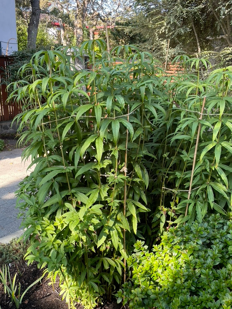 Bamboo Stakes