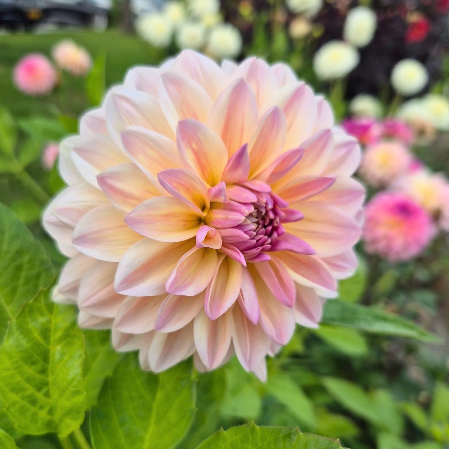 Dahlia 'Sturm Sweet Maria'