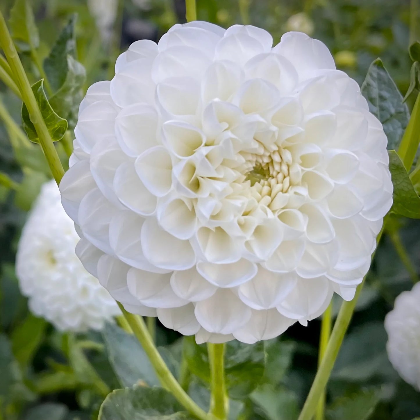 Dahlia 'Orsett Beauty'