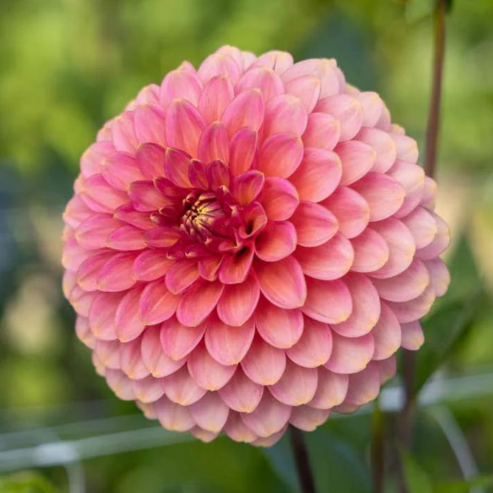 Dahlia 'Rina Bredie'