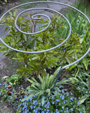 Spiral Plant Support In Garden