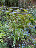 Spiral Plant Support In Garden