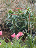 Spiral Plant Support In Garden