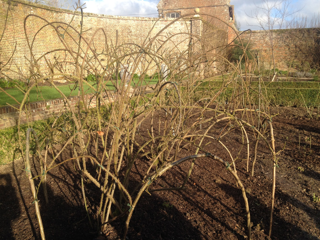 Rose Pruning at Sissinghurst
