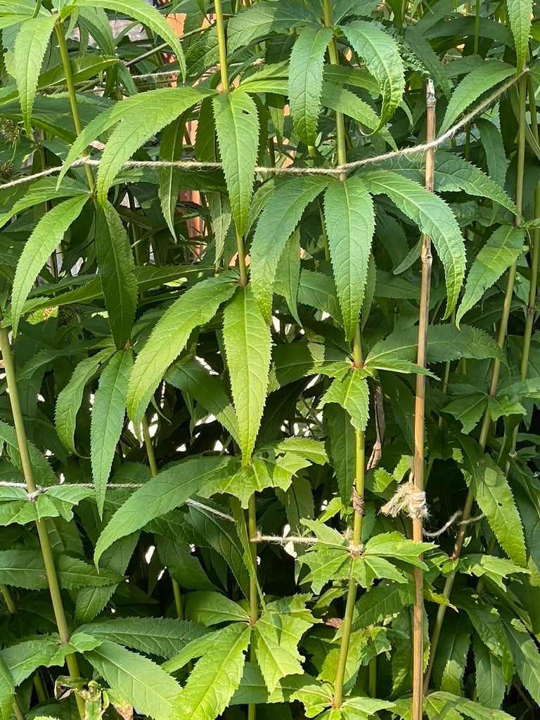 Bamboo Stakes