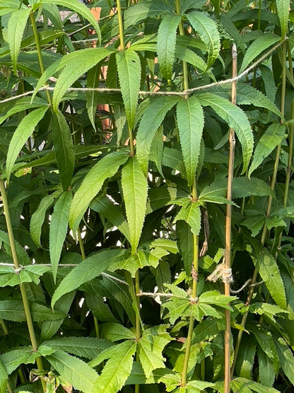 Bamboo Stakes