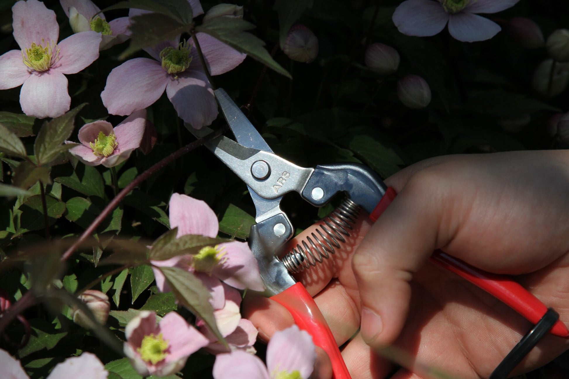 ARS HP-310 Curved Harvest Snips, Fruit Pruner