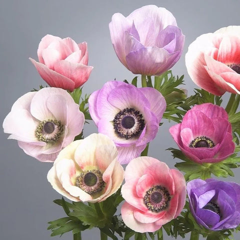 Anemone 'Carmel Pastel Mix'