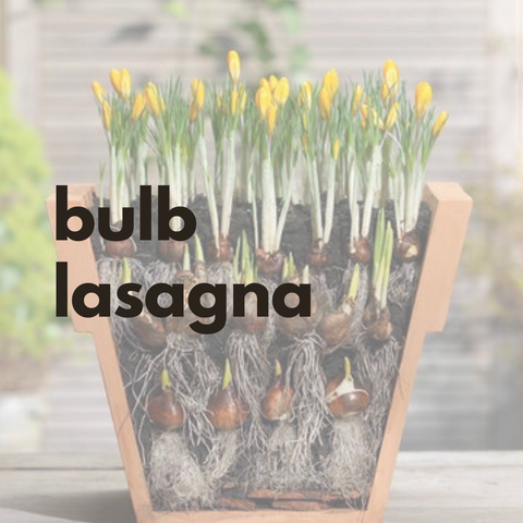 Bulb Lasagna Workshop
