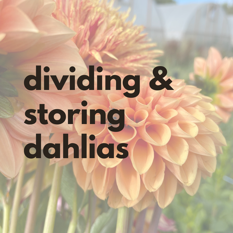Dividing & Storing Dahlias Workshop
