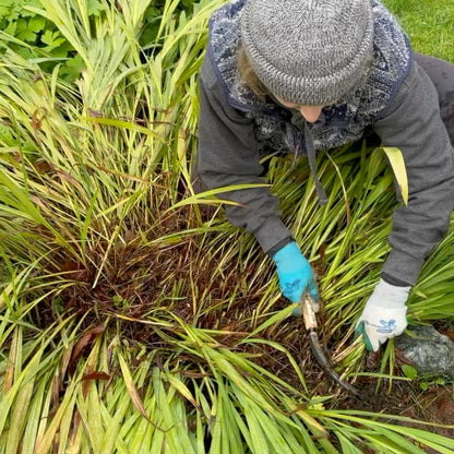 Herbaceous Sickle