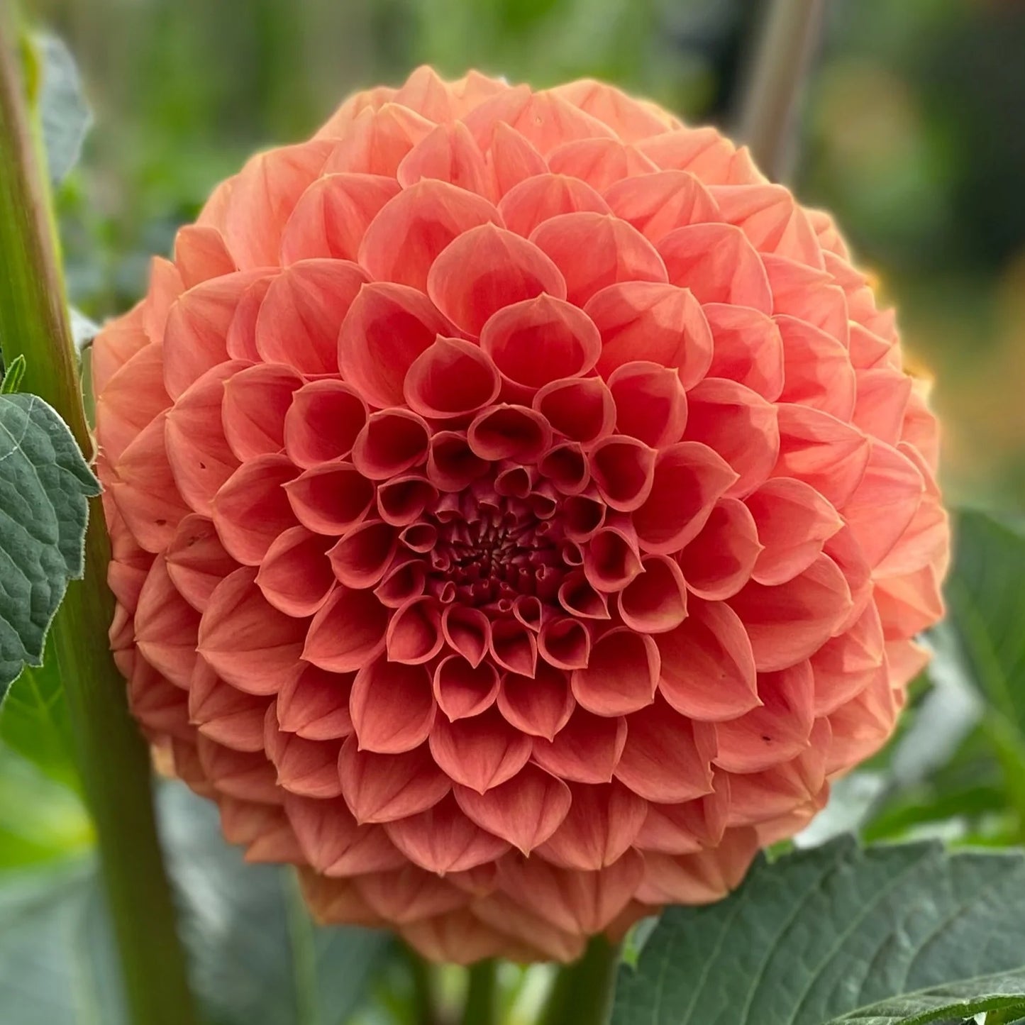 Dahlia 'Ferncliff Apricot'