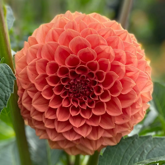 Dahlia 'Ferncliff Apricot'