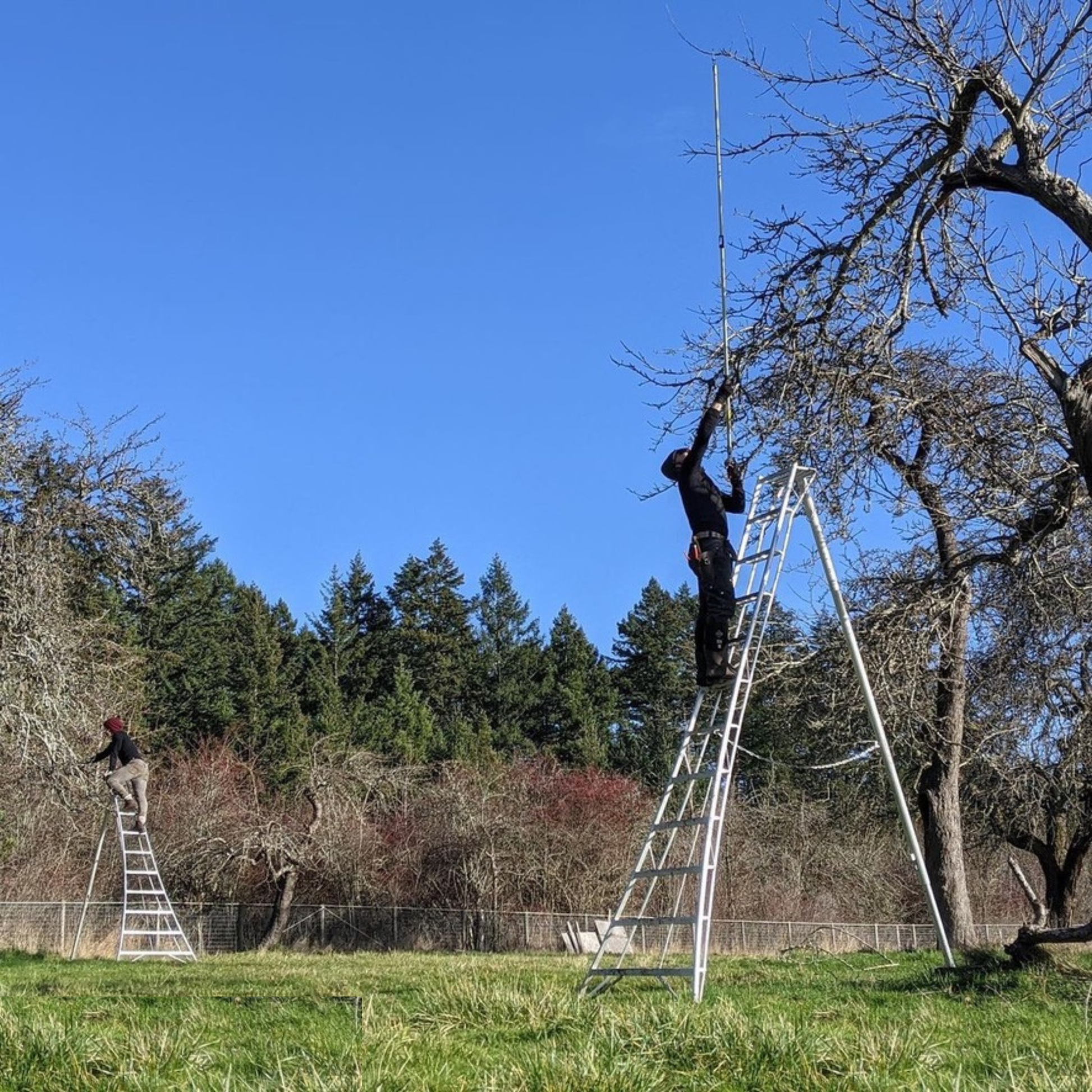 Person on Hasegawa Tripod Ladder pruning a woody branch with ARS Heavy Duty Long Reach Pole Pruners