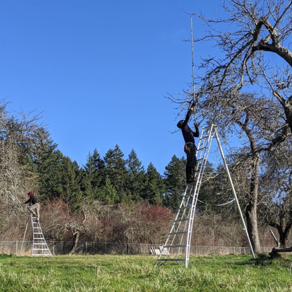 Person on Hasegawa Tripod Ladder pruning a woody branch with ARS Heavy Duty Long Reach Pole Pruners