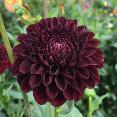 Dahlia 'Ferncliff Black Cherry'