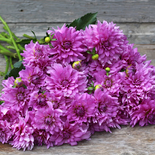 Dahlia 'Bluetiful'