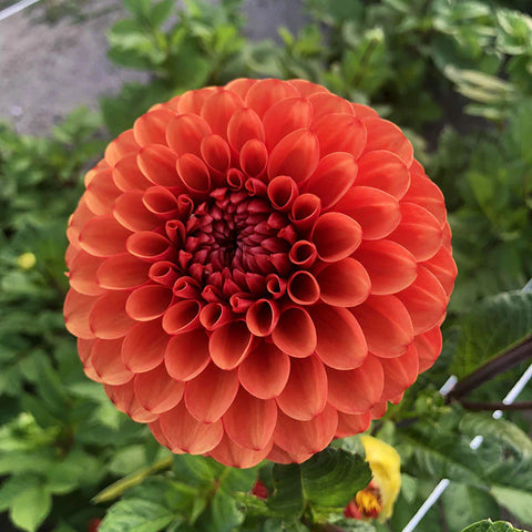 Dahlia 'Brown Sugar'