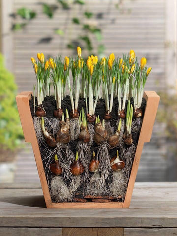 Bulb Lasagna Workshop