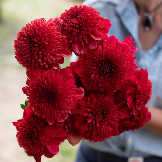 Dahlia 'Comet'