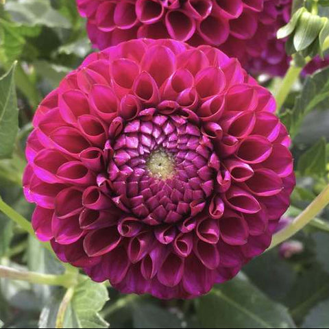 Dahlia 'Ferncliff Concord'