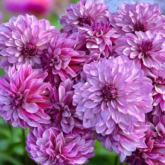 Dahlia 'Cranberry Classic'