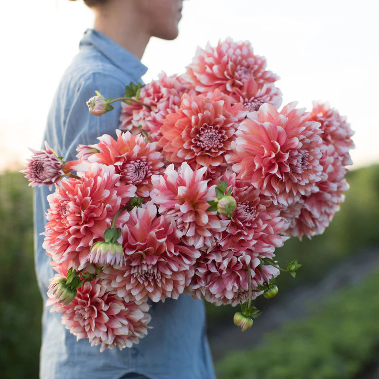 Dahlia 'A La Mode'