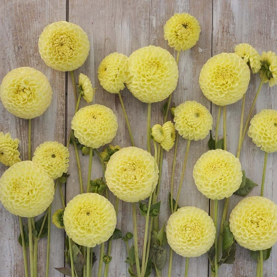 Dahlia 'Clearview Daniel'