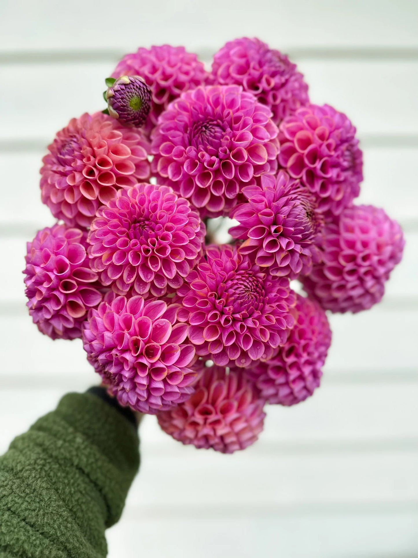 Dahlia 'Isobel'