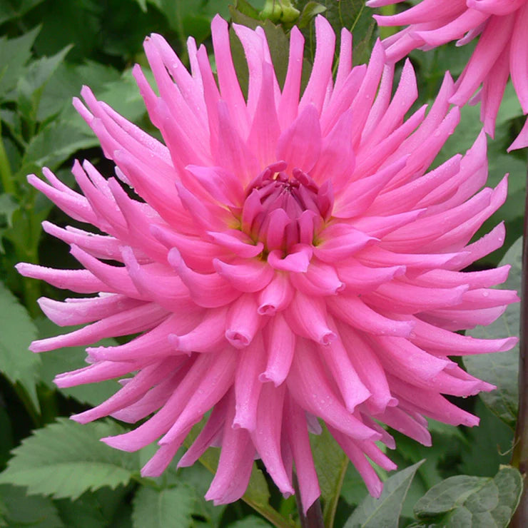 Dahlia 'Park Rave'