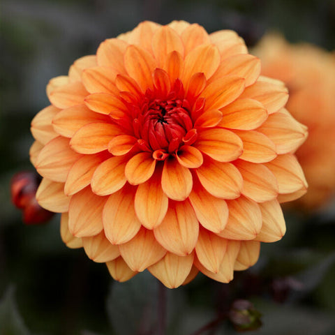 Dahlia 'David Howard'