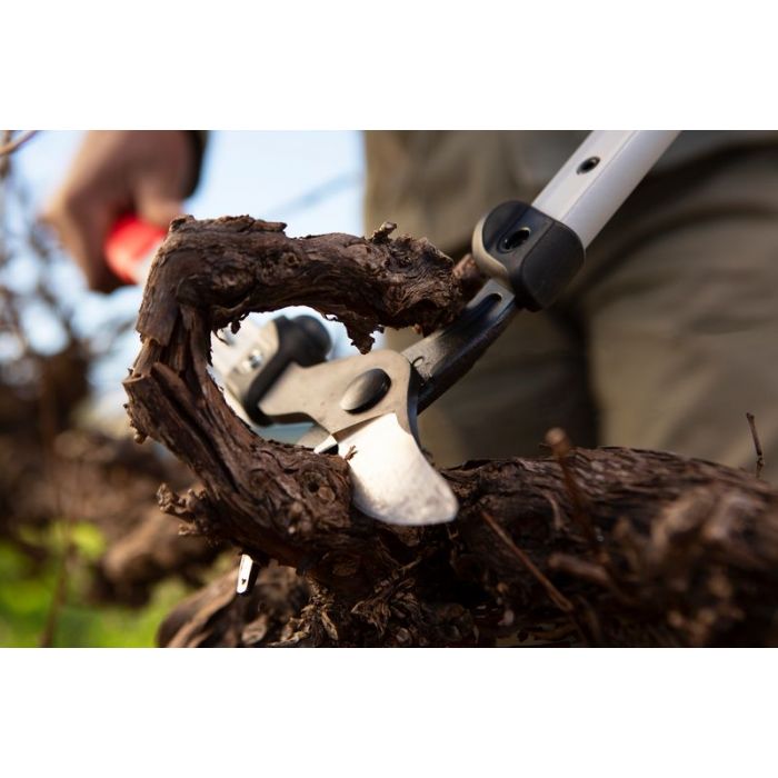 Felco 201 Small Loppers being used to prune branch