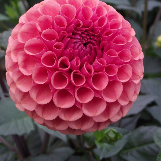 Dahlia 'Ferncliff Rusty'