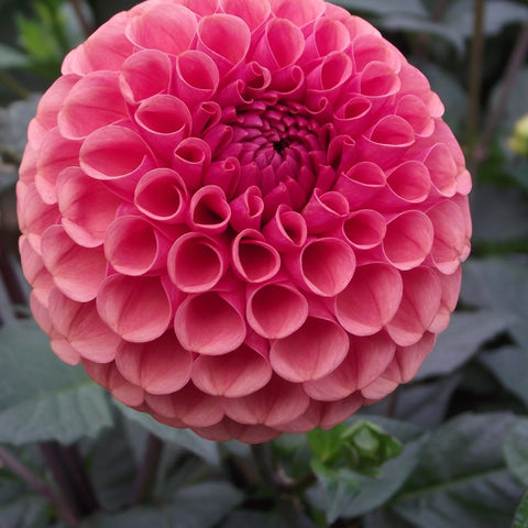 Dahlia 'Ferncliff Rusty'