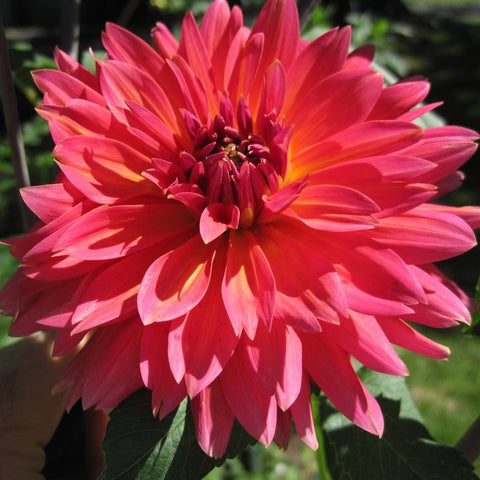 Dahlia 'Firemagic'
