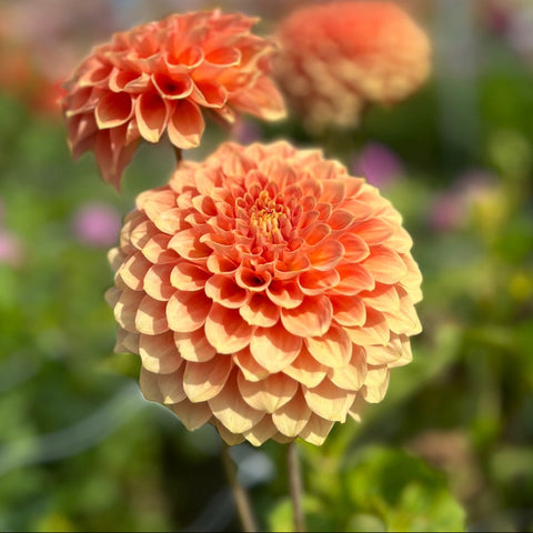 Dahlia 'Freeman'