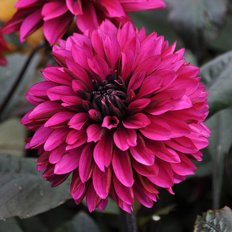 Dahlia 'Jennifer Mary Ellen'