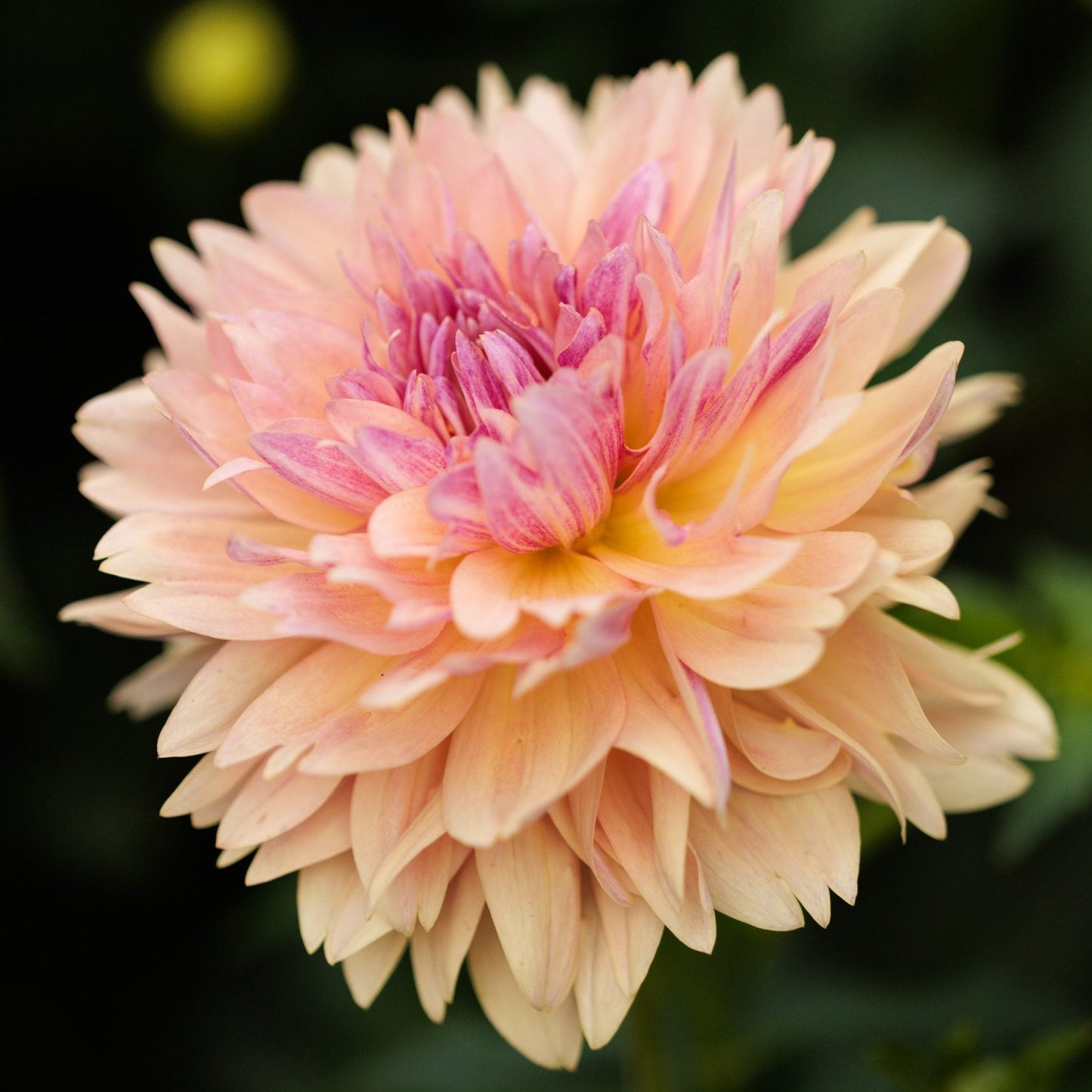 Dahlia 'Joel's Favourite'