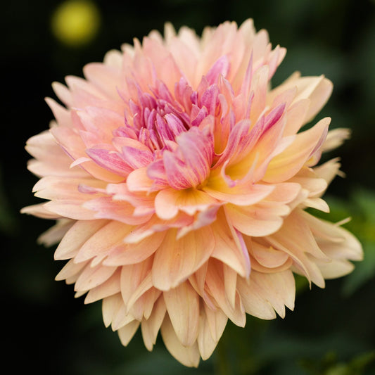 Dahlia 'Joel's Favourite'