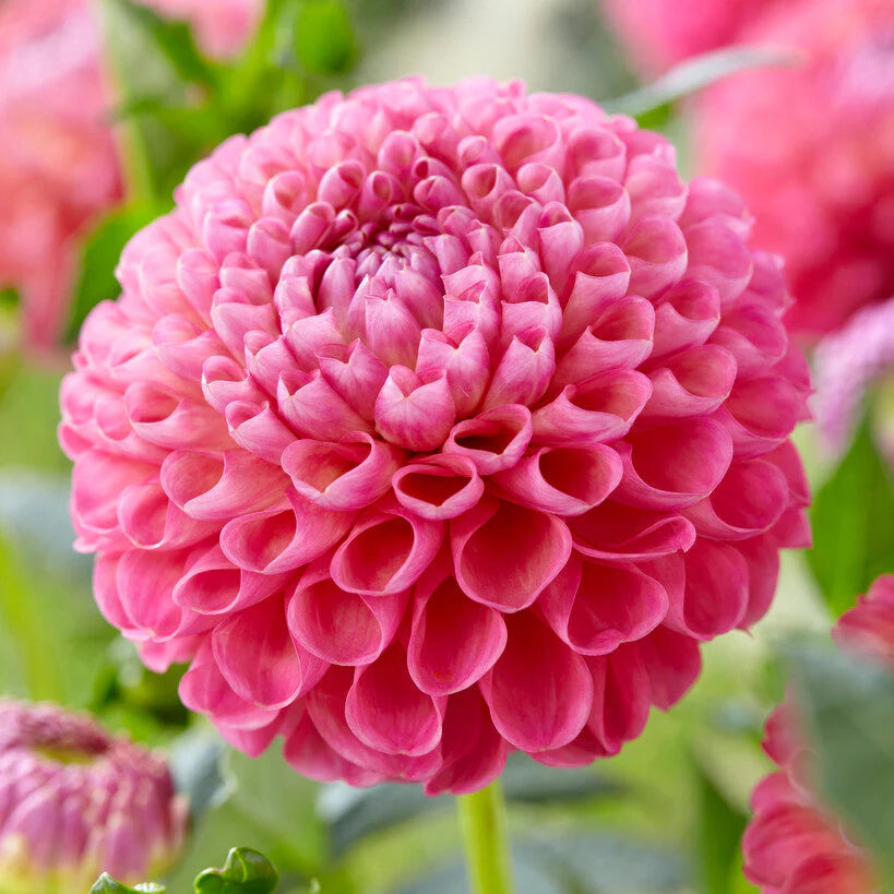 Dahlia 'Jowey Frambo'