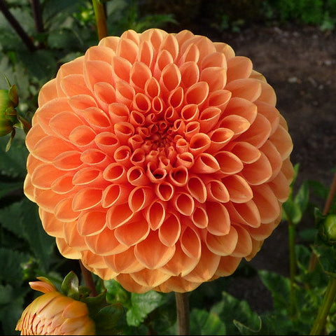 Dahlia 'Maarn'