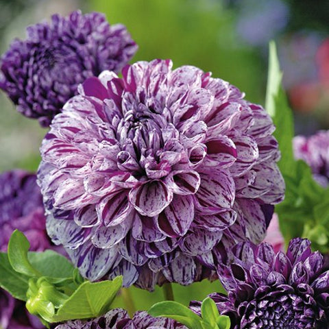 Dahlia 'Marble Ball'