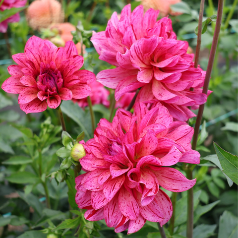 Dahlia 'Mingus Tony'