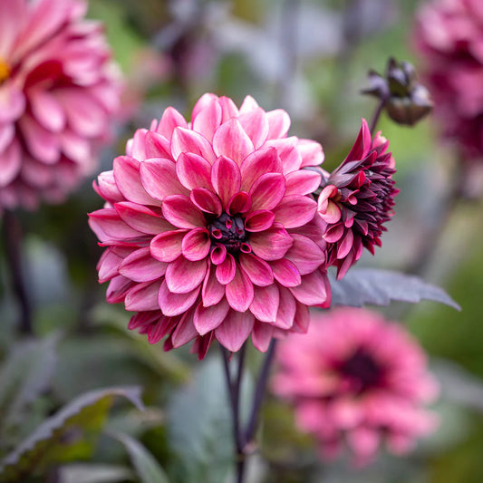 Dahlia 'Night Silence'