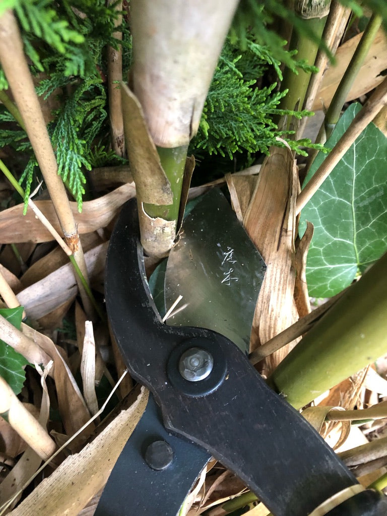 Japanese Niwaki Loppers cutting Bamboo