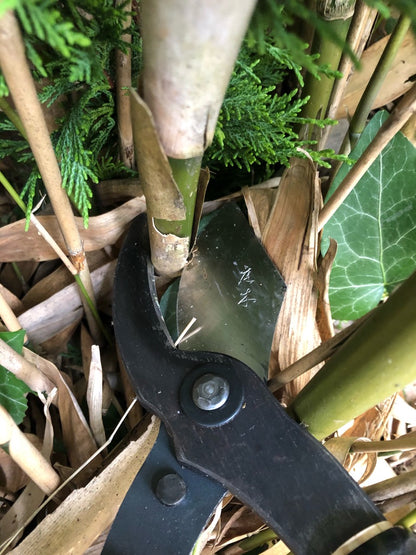 Japanese Niwaki Loppers cutting Bamboo