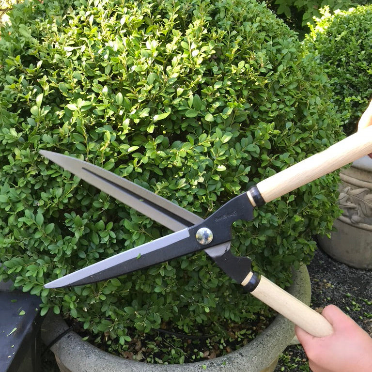 Niwaki Topiary Shears being used to trim boxwood